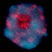 Nucleus