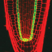 Plant root