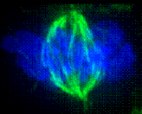 Metaphase