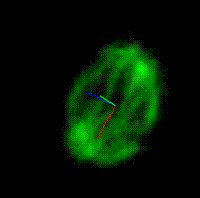 Mitotic spindle