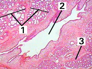 Fig 15-001