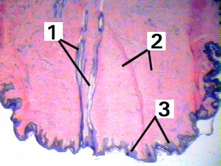 Fig 15-003