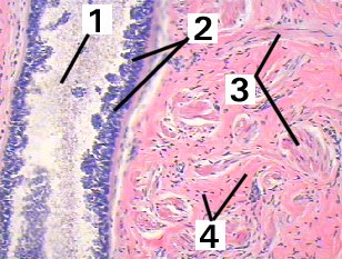 Fig 15-004