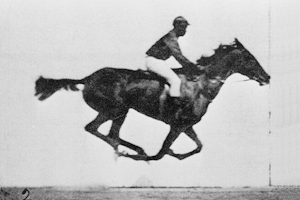 Muybridge race horse