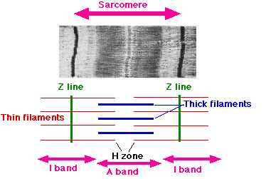 sarcomere