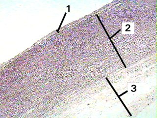 Fig 49-001