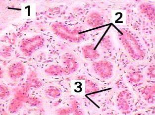 Fig 57-002