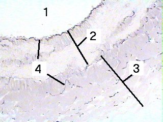 Fig 65-001