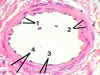 Fig 67-006