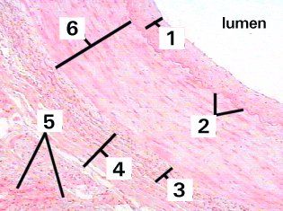 Fig 69-001