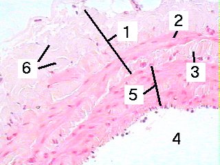 Fig 75-001