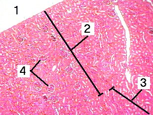 Fig 23
