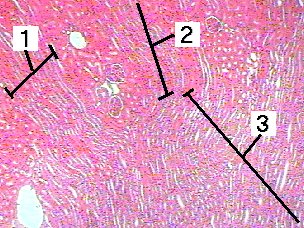 Fig 24