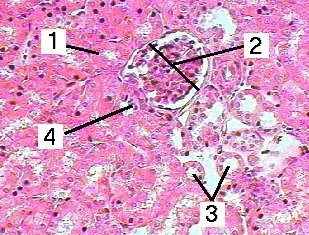 Fig 25