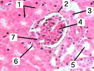 Fig 26