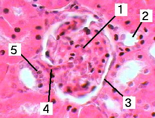 Fig 27