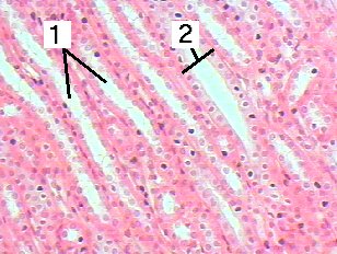 Fig 29