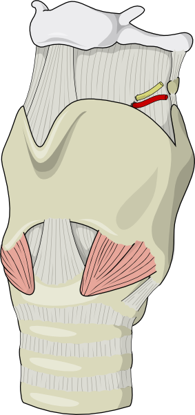 anatomy of the larynx