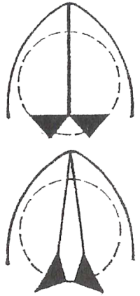 postions of the glottis