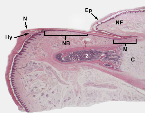 Nail Histology Normal Nail Anatomy Normal Nail Histology And Common