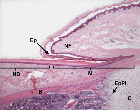 Eponychium Histology Nail Histopathology Actas