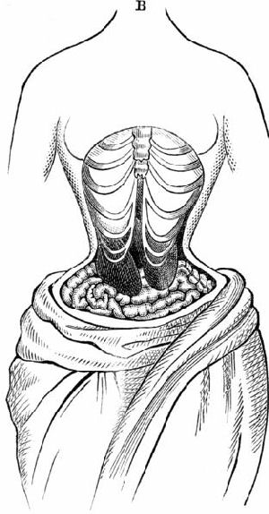 The natural position of internal organs