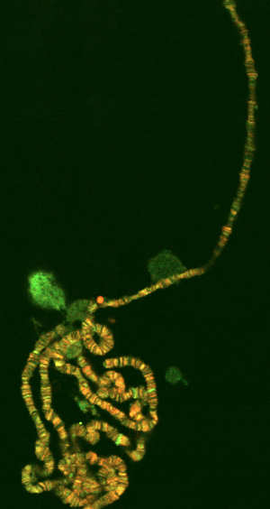 Polyten chromosome