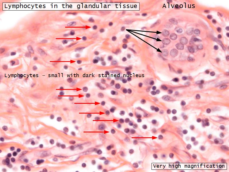 Mammary Gland And Nipple