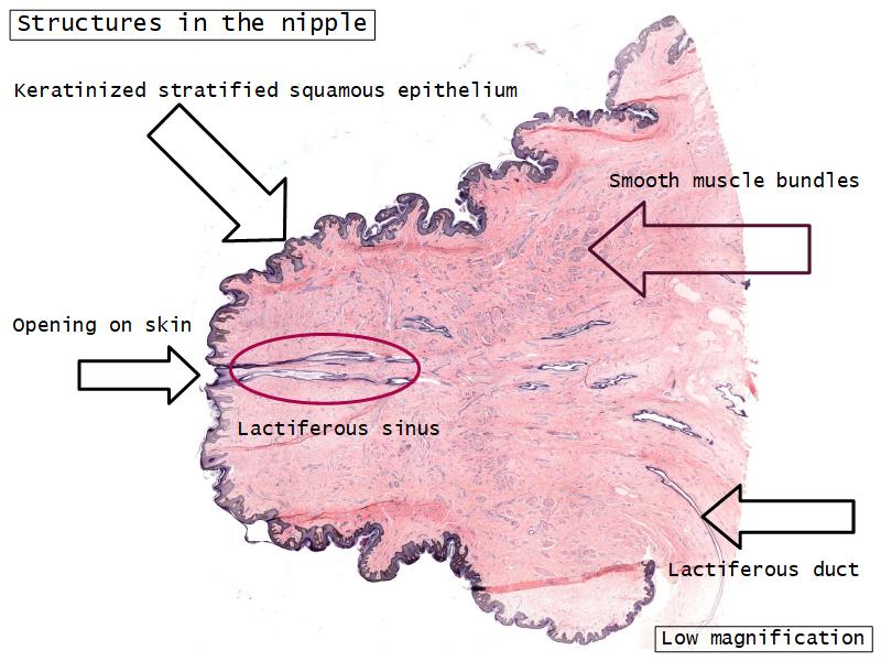Mammary gland and Nipple
