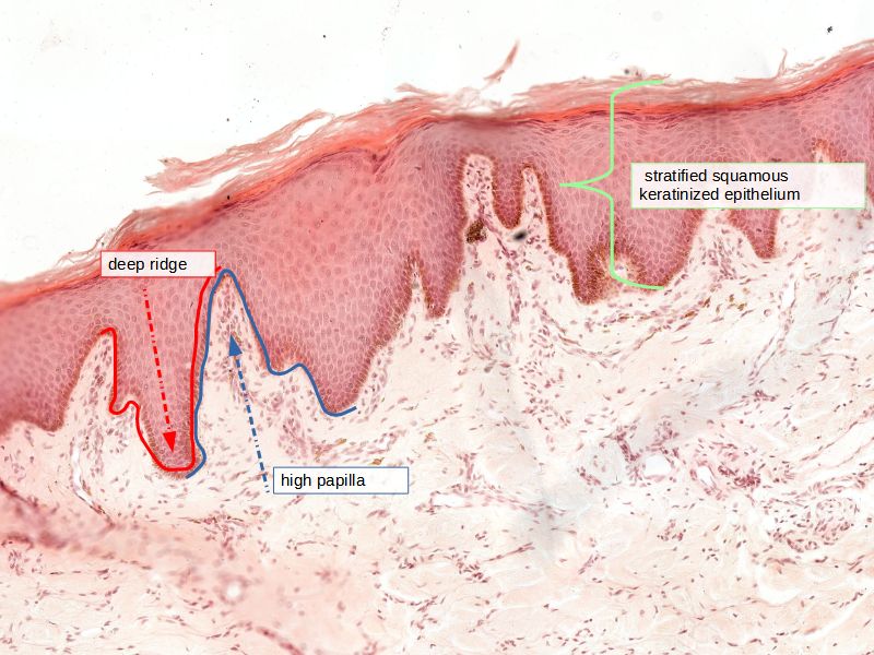 Oral Cavity