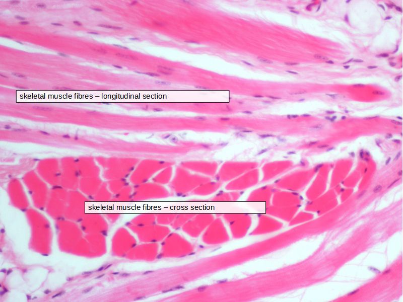 Oral Cavity