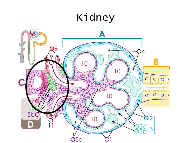 Endocrine System