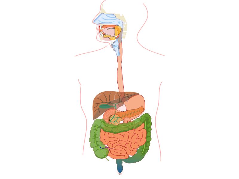 Digestive System