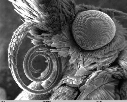 Scanning electron microscope image of a pyralidae moth.