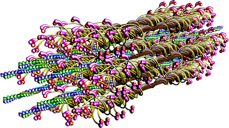 sarcomere