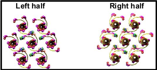 sarcomere