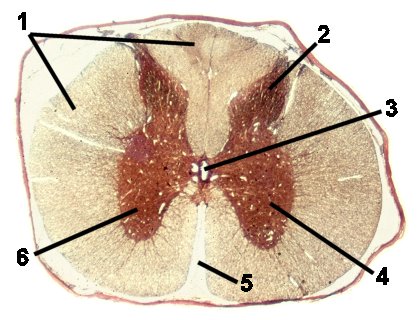 Fig 026-008