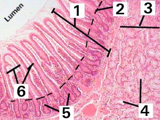 Fig 40-002