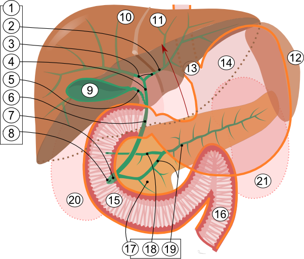 Bile duct and pancreas