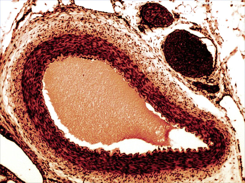 rabbit artery and vein