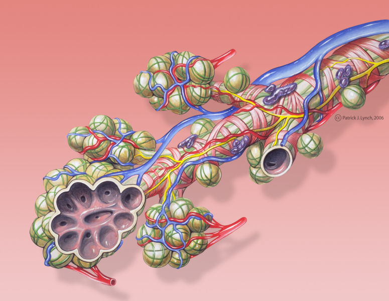 bronchial anatomy