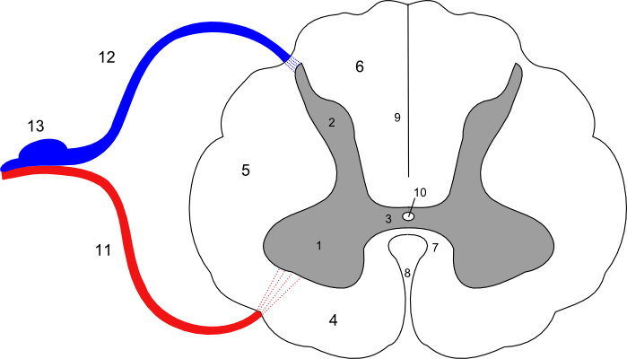 section through spinal cord