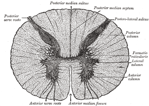 section through spinal cord