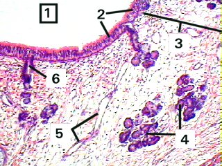 Fig 108-002