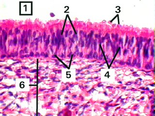 Fig 108-003