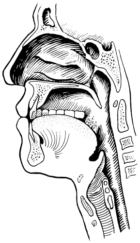 normal larynx