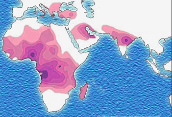 Sickle cell distribution