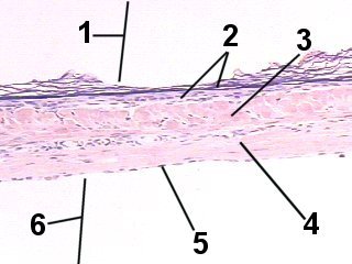 Fig Trom-002