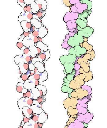 Two representations of a collagen helix