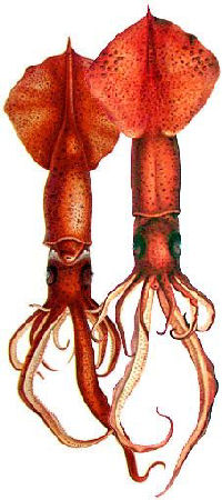 Mastigoteuthis flammea